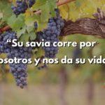 Vides y savia-devocional-cptln chile-14052021